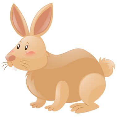 Kahverengi kürklü tavşan