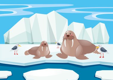 Mors ve buz üzerinde martı