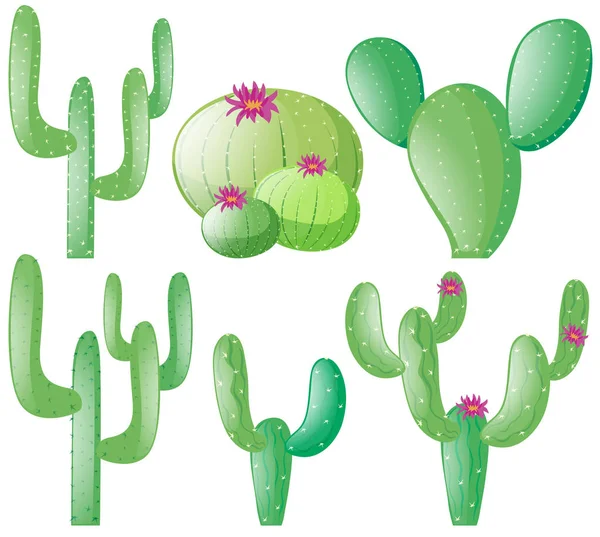 Different types of cactus — Stock Vector