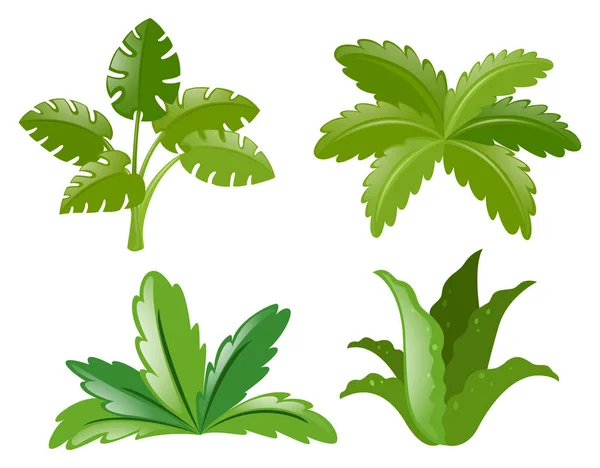 Чотири різні види рослин — стоковий вектор