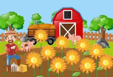 Çiftçi ve ayçiçeği alanında