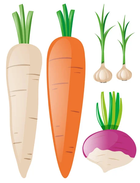 Zanahorias y ajo sobre fondo blanco — Vector de stock