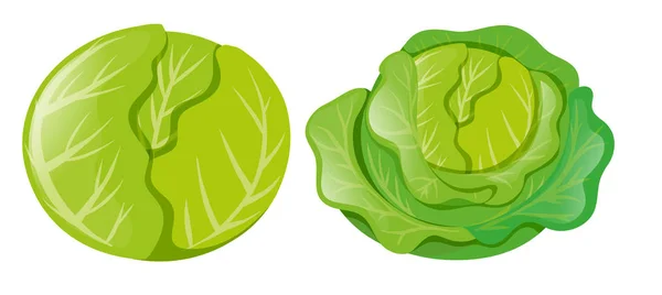 Cabbages on white background — Stock Vector