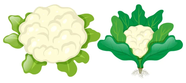Головы цветной капусты с листьями — стоковый вектор