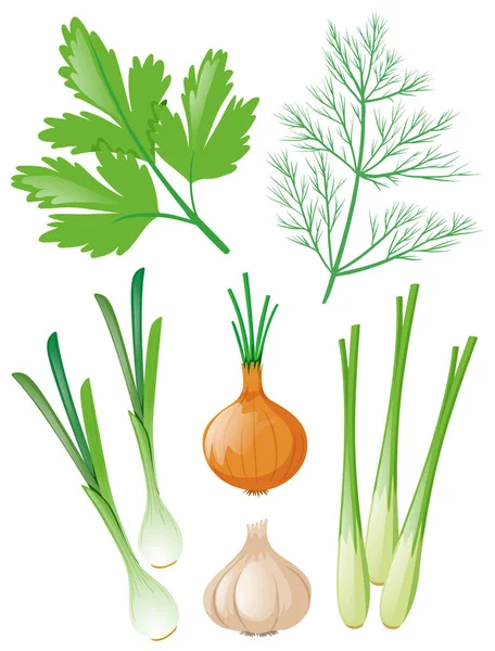 白野菜の種類 — ストックベクタ