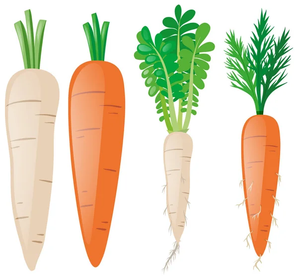 Zanahorias de diferentes formas — Vector de stock