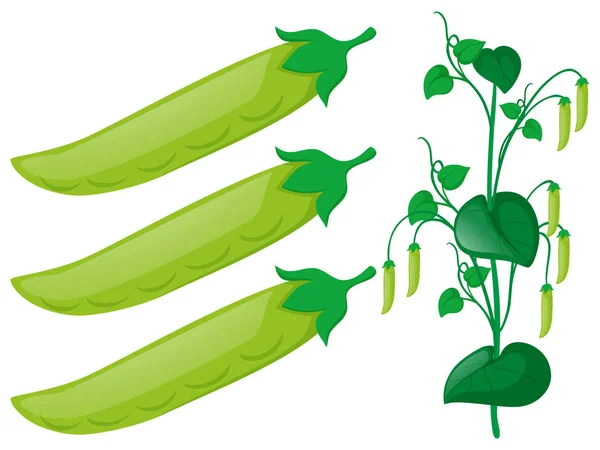 Grüne Erbsenpflanze auf weißem Hintergrund — Stockvektor