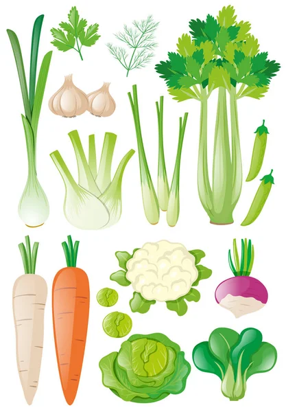 Different types of vegetables — Stock Vector