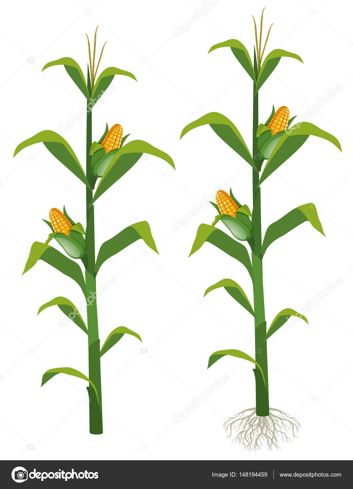 Corns on the corn trees — Stock Vector © brgfx 148194459