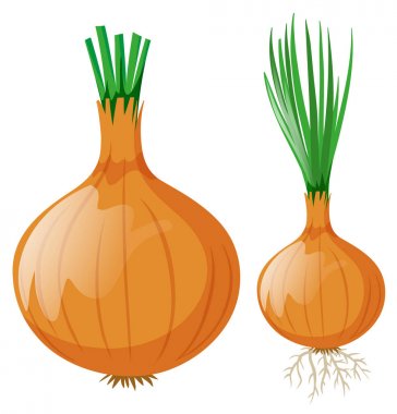 Yaprak ve kökler ile soğan