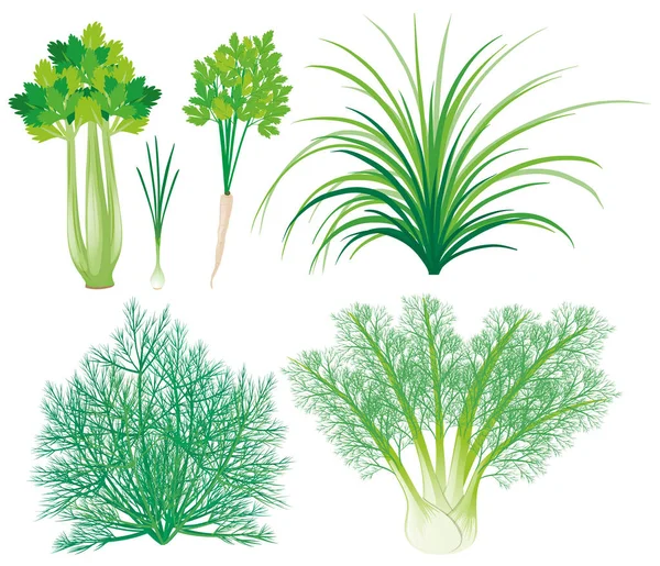 Legumes com folhas verdes — Vetor de Stock