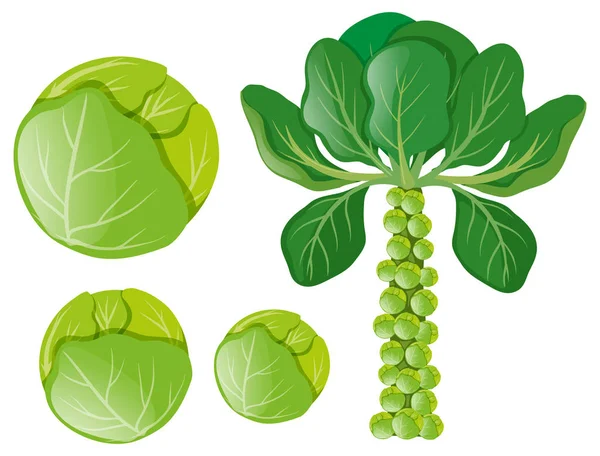 Coles verdes y coles de Bruselas — Archivo Imágenes Vectoriales