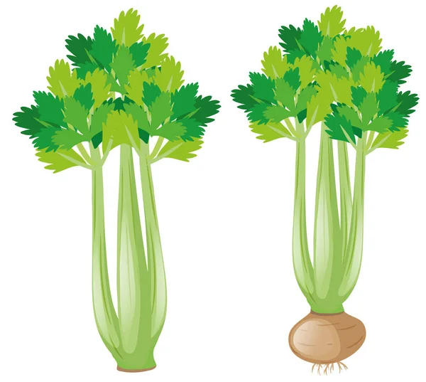 白色背景上的芹菜植物 — 图库矢量图片