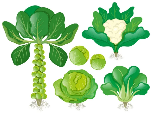 Különböző típusú fej zöldségek — Stock Vector
