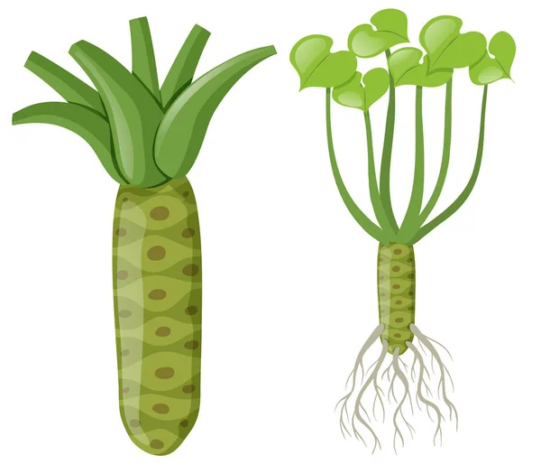 Planta Wasabi com raízes e folhas — Vetor de Stock