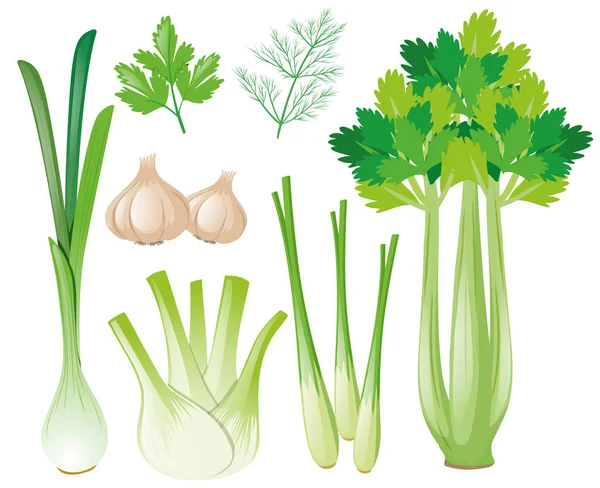 Verschiedene Gemüsesorten — Stockvektor