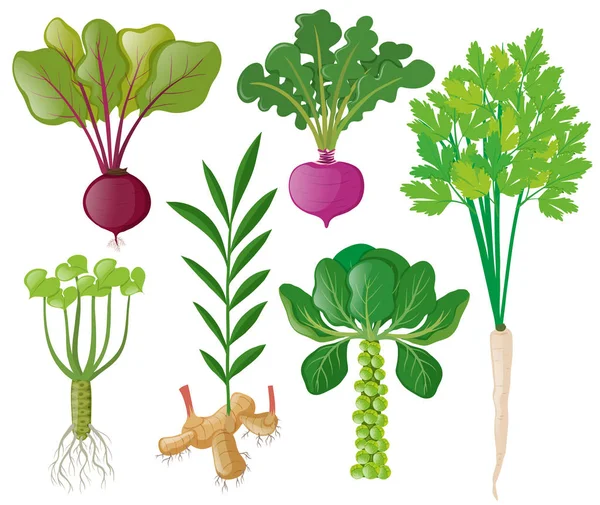 Berbagai jenis sayuran akar - Stok Vektor