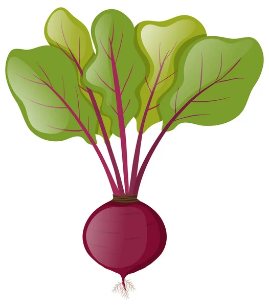 Rödbeta växt med blad — Stock vektor