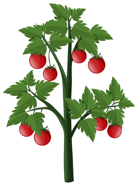 Pomodori sulla pianta — Vettoriale Stock