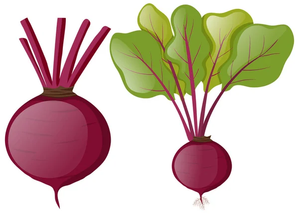 Beetroots with green leaves — Stock Vector