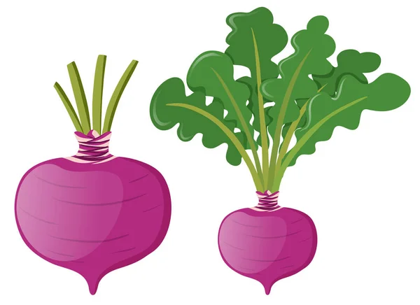 Radis aux feuilles vertes — Image vectorielle
