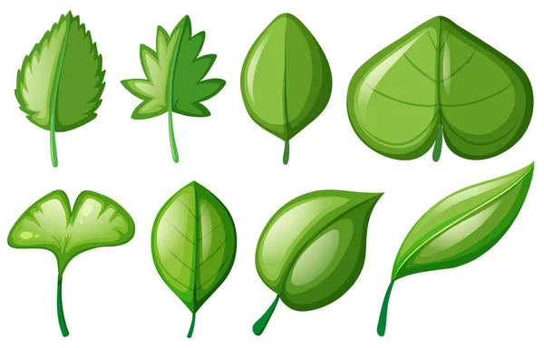 Different shapes of leaves — Stock Vector