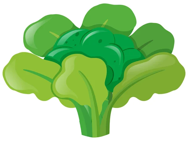 Kepala brokoli dengan daun - Stok Vektor