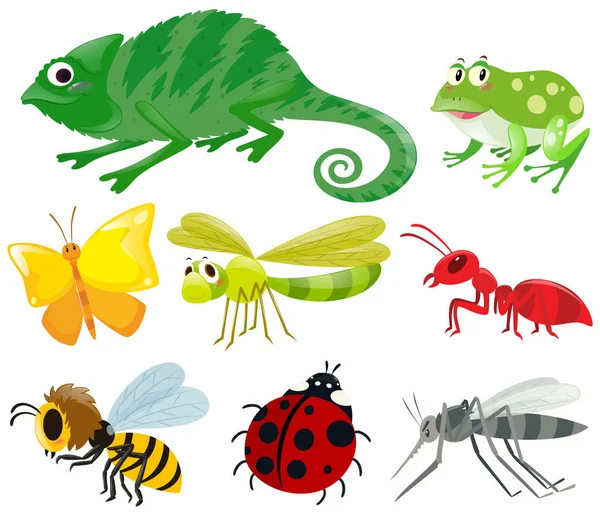 Różne rodzaje owadów — Wektor stockowy