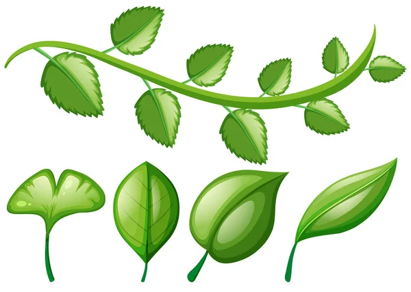 Viña y diferentes formas de hojas — Vector de stock