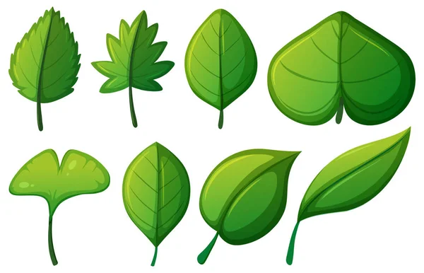 Different shapes of green leaves — Stock Vector