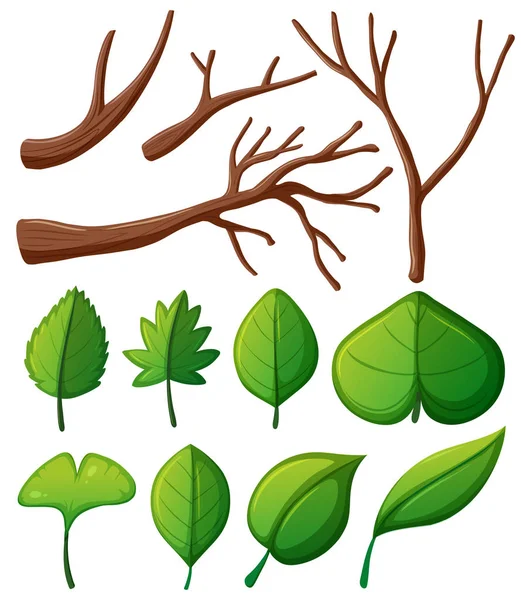 Tree branches and green leaves — Stock Vector