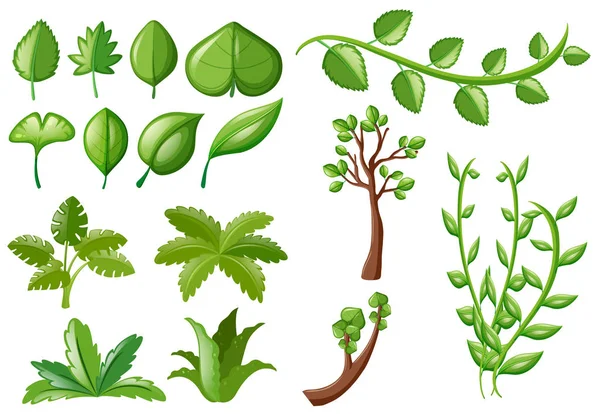 Yeşil yaprakların farklı türleri — Stok Vektör