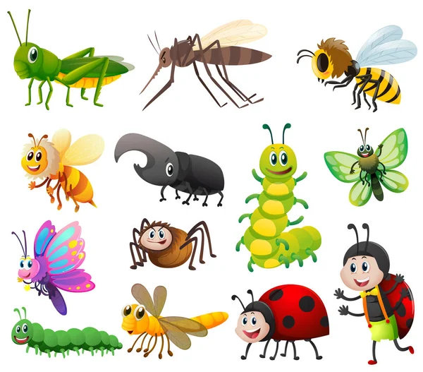 Různé druhy hmyzu na bílém pozadí — Stockový vektor