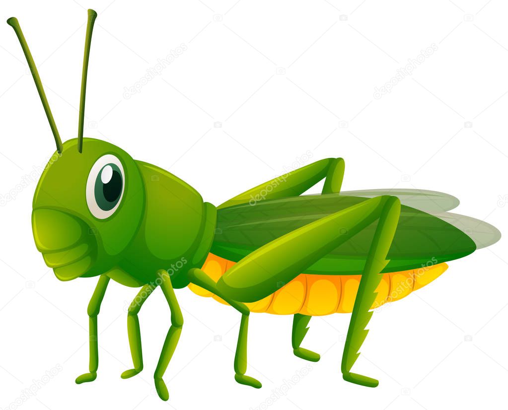 Green grasshopper on white background