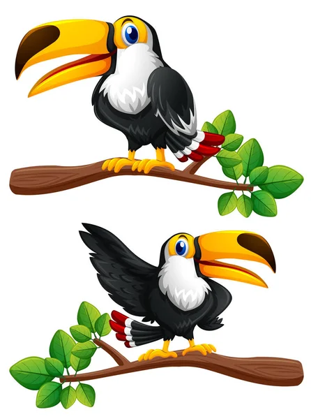 Dos pájaros tucanes en ramas — Vector de stock