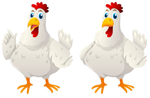 Two white hens on white background