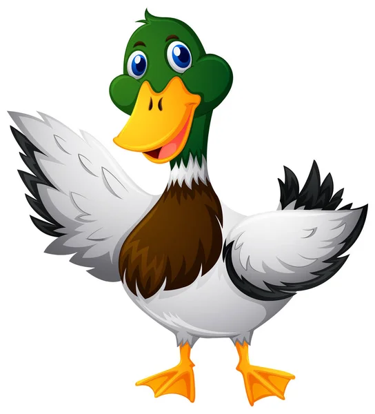 Wild duck on white background — Stock Vector