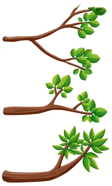 Three different kinds of branches — Stock Vector