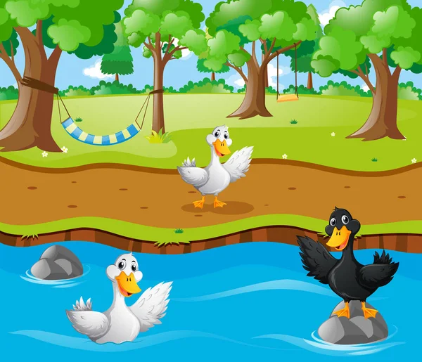Nehirde üç ördek — Stok Vektör