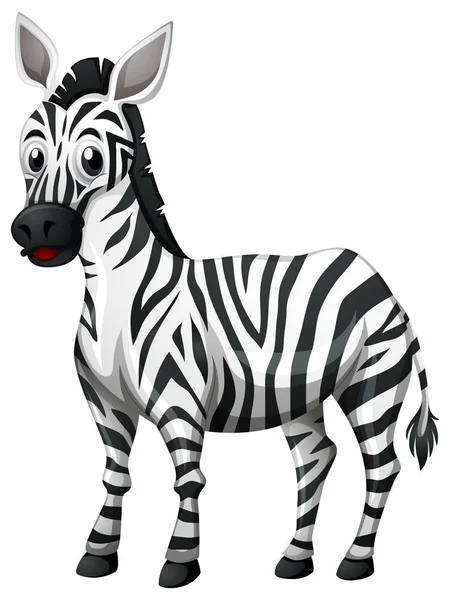 Cute zebra on white background — Stock Vector