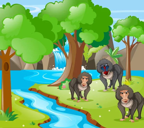 Singes babouins dans les bois — Image vectorielle
