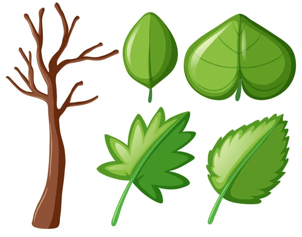 Różne kształty liści zielony — Wektor stockowy