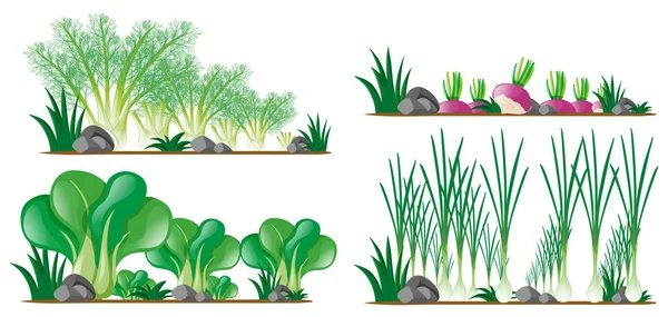 Cuatro tipos de verduras en el jardín — Vector de stock