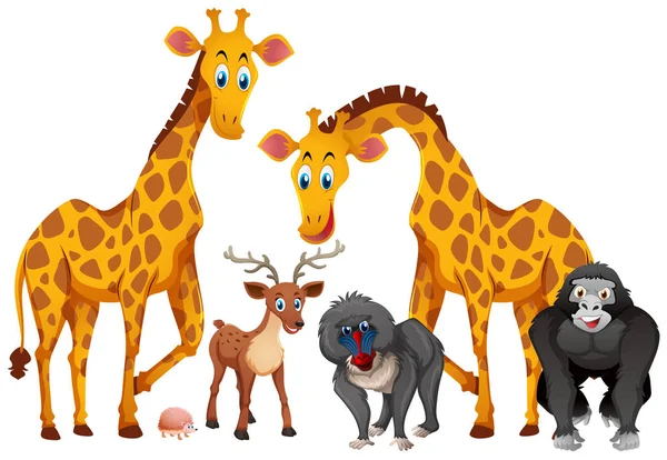 Giraffes and monkeys on white background — Stock Vector