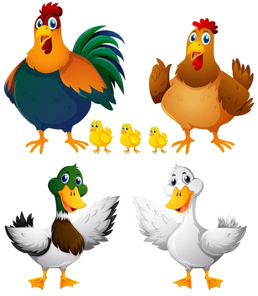 Kycklingar och ankor på vit bakgrund — Stock vektor