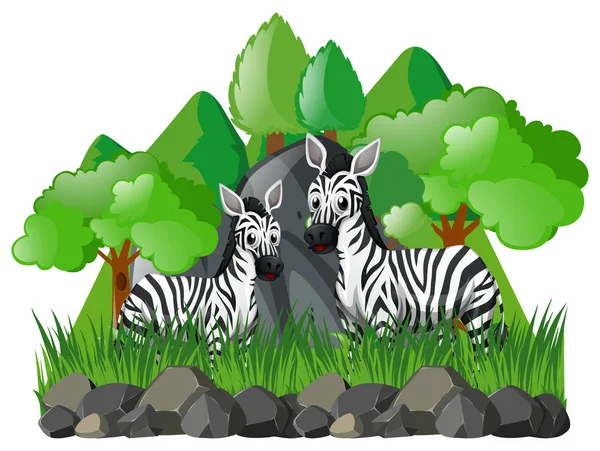 Twee Zebra's in het forest — Stockvector