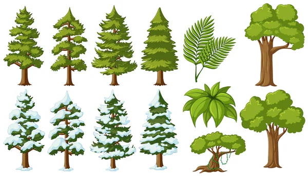 Diferentes tipos de árboles — Vector de stock