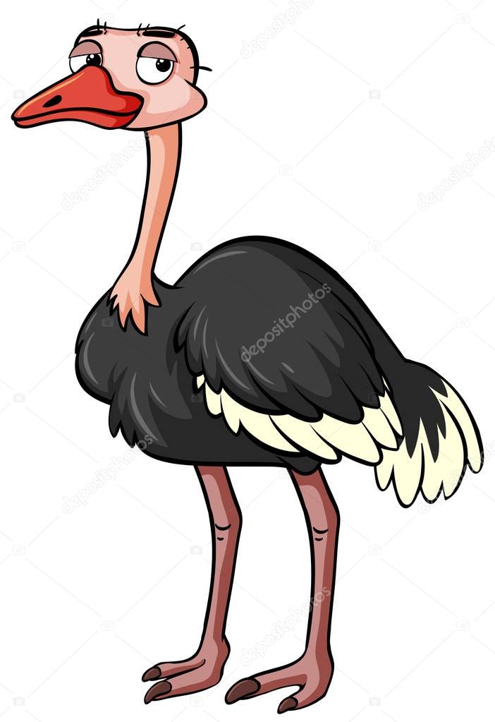 Sleepy ostrich on white background