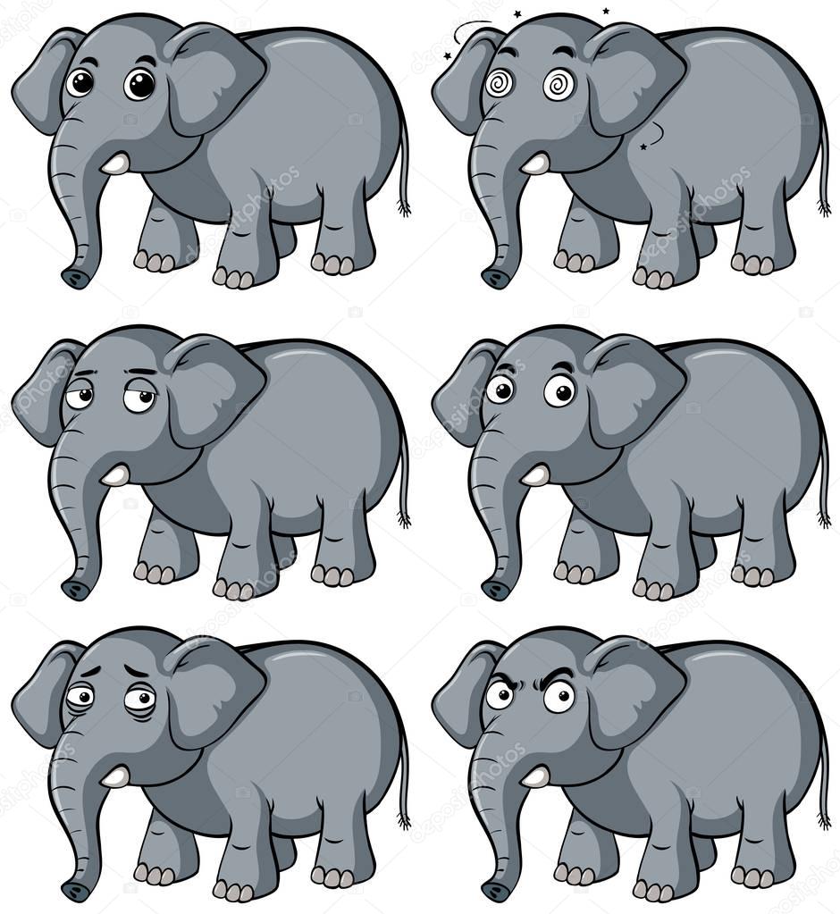 Wild elephant with different facial expression