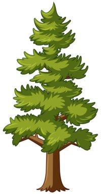 beyaz arkaplanda çam ağacı